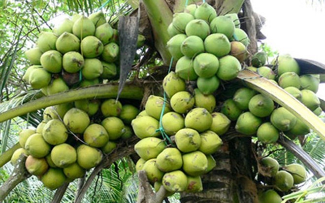 Fruits exotiques du Sud Vietnam - ảnh 9